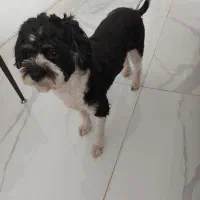 واگذاری شیتزو تریر به خانواده مطمئن و دارای فرزند|سگ|سیرجان, |دیوار