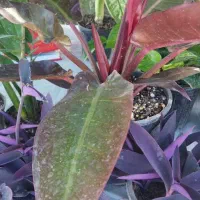 دیفن پتوس زاموفیلیا سانسوریا