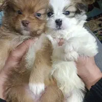 سگ اسپانیل تبتی