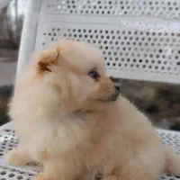 سگ پامر عروسکی خرسی پرتقالی