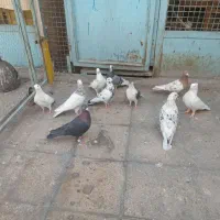 کفترشهرستانی