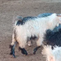 کهزه بزغاله ترکی اصل