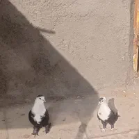 فروش جفت کله سفیدباجوجه|پرنده|بجستان, |دیوار