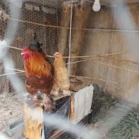 مرغ و خروس برهما|حیوانات مزرعه|جعفرآباد, |دیوار