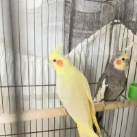 عروس هلندی جفت مولد واقعی سخنگو واضح