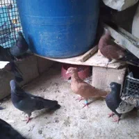 12تا کبوترفروشی