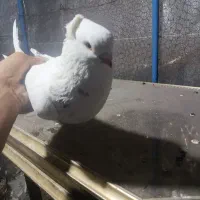 کبوتر|پرنده|سمنان, |دیوار