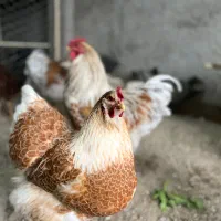 تخم مرغ نطفه دار