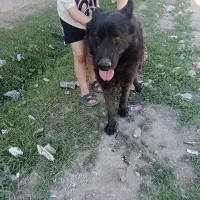 سگ ژرمن بلک