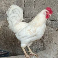 خروس