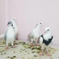 کبوتر.پنج تا صید ساده و طوقی دانه ۲۰۰