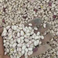 لوبیا چیتی درجه یک
