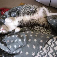 گمشده / اسمش گردو|گربه|پرند, فاز ۳|دیوار