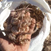 پیاز زعفران ۲۰۰کیلو بدون خاک تمیز(نقلی شده)