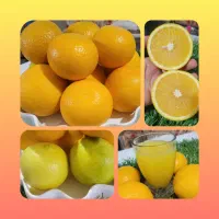 میوه کاملا ارگانیک با بهترین کیفیت|خوردنی و آشامیدنی|لیکک, |دیوار