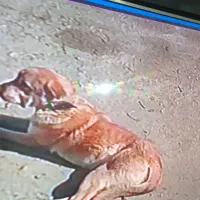 سگ گمشده بامژدگانی|حیوانات|اسدآباد, |دیوار