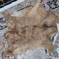 پوست بز نو|صنایع دستی و سایر لوازم تزئینی|کرمانشاه, |دیوار