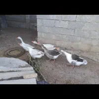 فروش غاز محلی|حیوانات مزرعه|بیله سوار, |دیوار