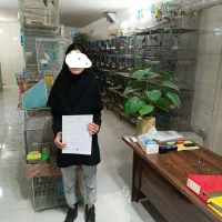 طوطی پاربلو اوپلاین یووینگ عروس قناری قفس|پرنده|مشهد, عبادی|دیوار