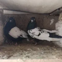 کبوتر سینه ای