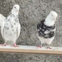 طوقی|پرنده|اسلام‌‌آباد غرب, |دیوار