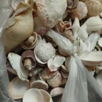 صدف زیبا از دریای کیش|کلکسیون اشیاء عتیقه|بافت, |دیوار