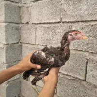 جوجه لاری چابهاری