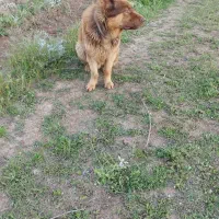 سگ نگهبان ژرمن شپرد