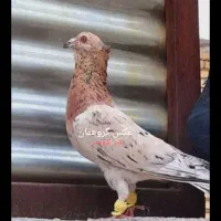 کفتر بازان مشهدی سار سرور آلمانی چپ ساده کله سینه
