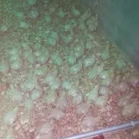 جوجه بوقلمون بیوتی|حیوانات مزرعه|قم, گلزار|دیوار