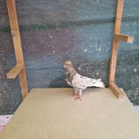 کبوتر رنگی . طوقی . دمسفید|پرنده|شاهینشهر, شهرک میلاد|دیوار