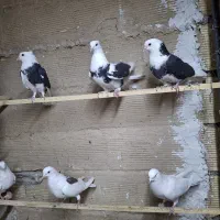 کفتر پرشی شازده و هما.طوقی|پرنده|ری, حمزه‌آباد|دیوار