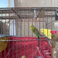 مرغ عشق دوجفت +یه بچه+تخم|پرنده|شیراز, شهرک مهرگان|دیوار