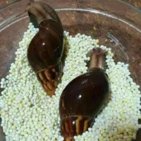 یک کیلو تخم حلزون