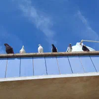 تعدادی کبوتر پرش سنگین|پرنده|امیدیه, |دیوار