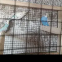 یک جفت مرغ عشق درجه یک