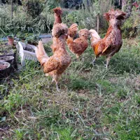 فروش پولندطلایی