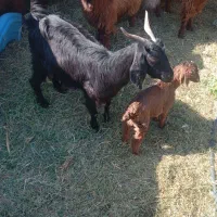 گوسفند با جلب|حیوانات مزرعه|بم, |دیوار