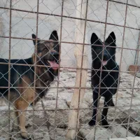 سگ ژرمن قشنگ|سگ|بجنورد, |دیوار