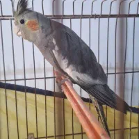 عروس هلندی