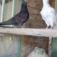 کبوتر تهرانی پرشی