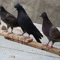 کفتر قاره خرمایی زاغ کاکولی
