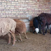 میش زایده عربی