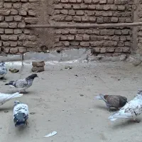 کفتر  کبوتر پرنده