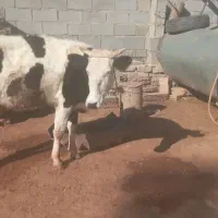 گاو|حیوانات مزرعه|مسجد سلیمان, |دیوار