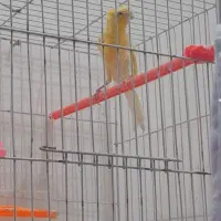 قناری ماده|پرنده|تربتحیدریه, شهرک ولیعصر|دیوار