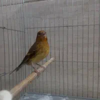 سهره قناری روبه مستی دهن سقا|پرنده|کرمان, |دیوار