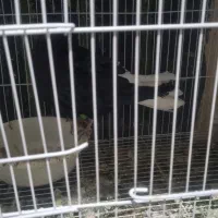 تعدادی کفتر مفت|پرنده|نیشابور, پارک منابع طبیعی|دیوار