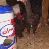 فروش مرغ لاری و فریح|حیوانات مزرعه|ورزقان, |دیوار