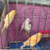 فروش قناری ۴عدد یکجا|پرنده|شیراز, تندگویان|دیوار